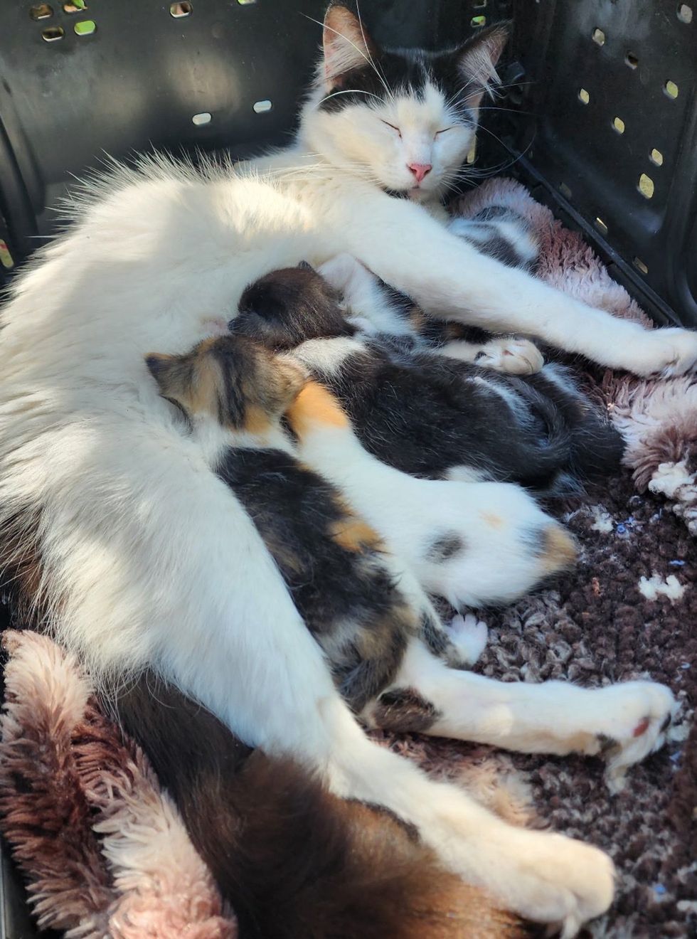 cat sleeping nursing kittens