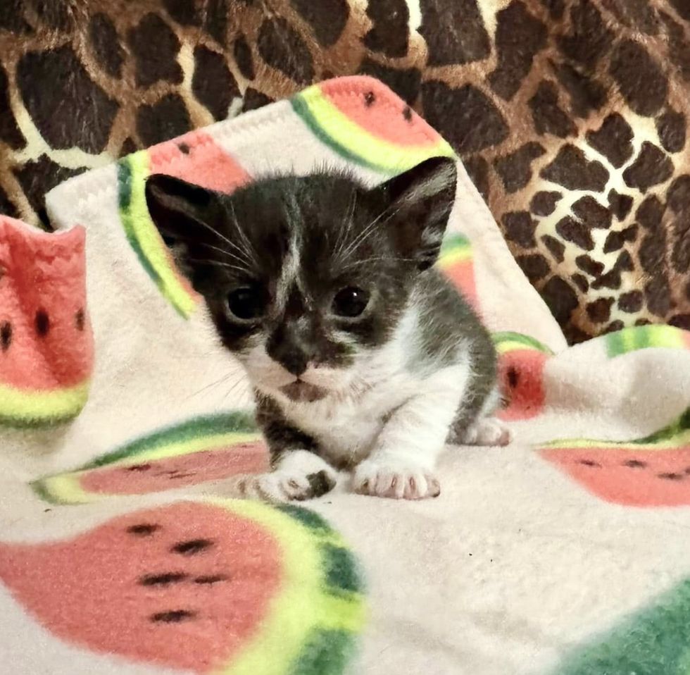 tuxedo kitten tiny