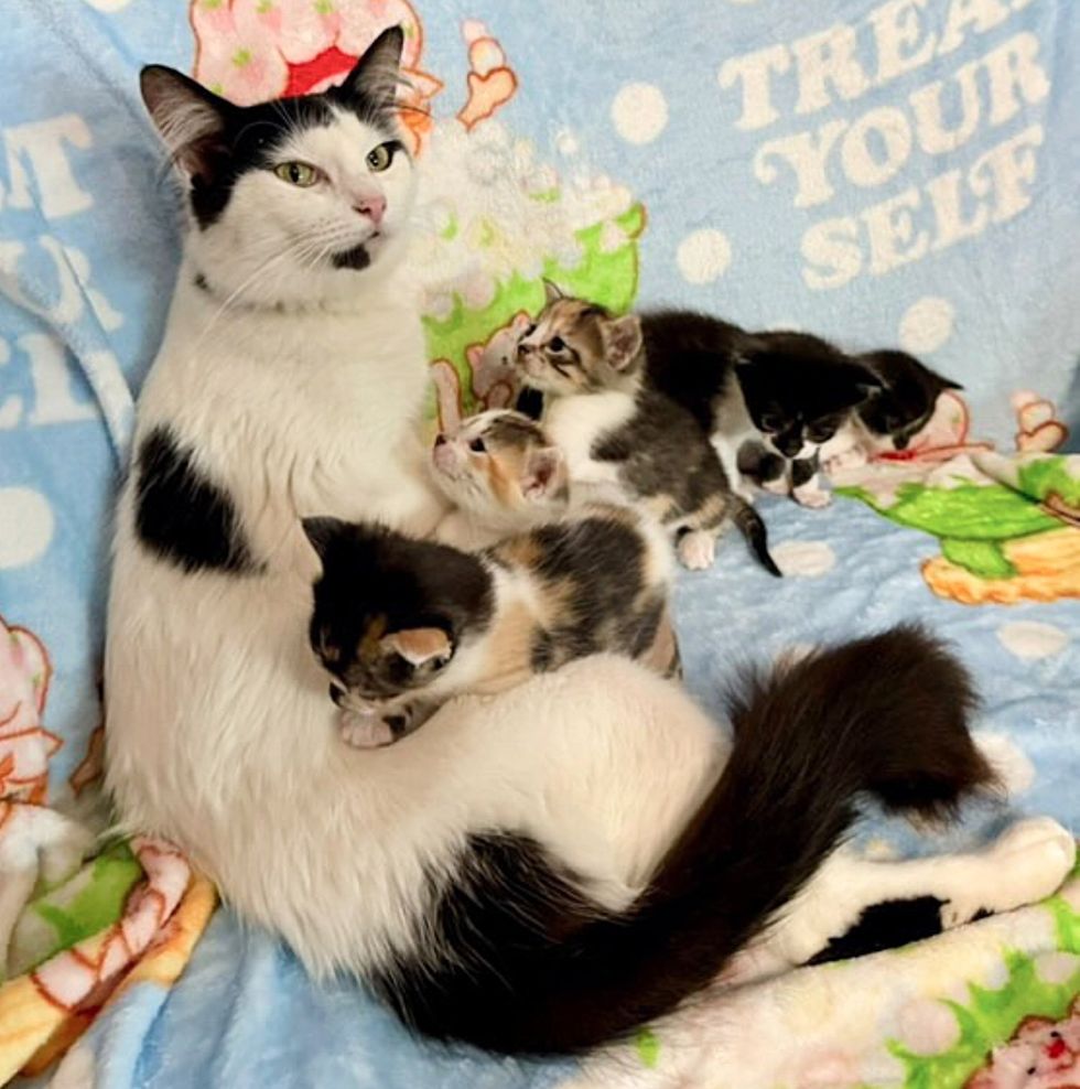 cat nursing kittens cute