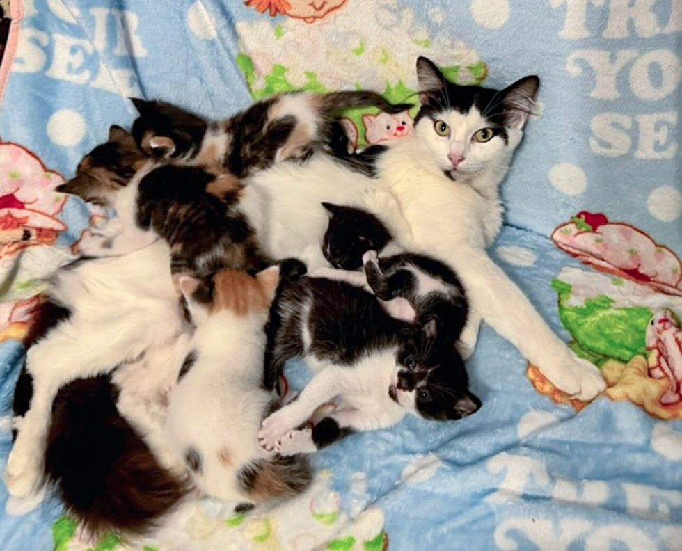 sweet cat kittens climbing