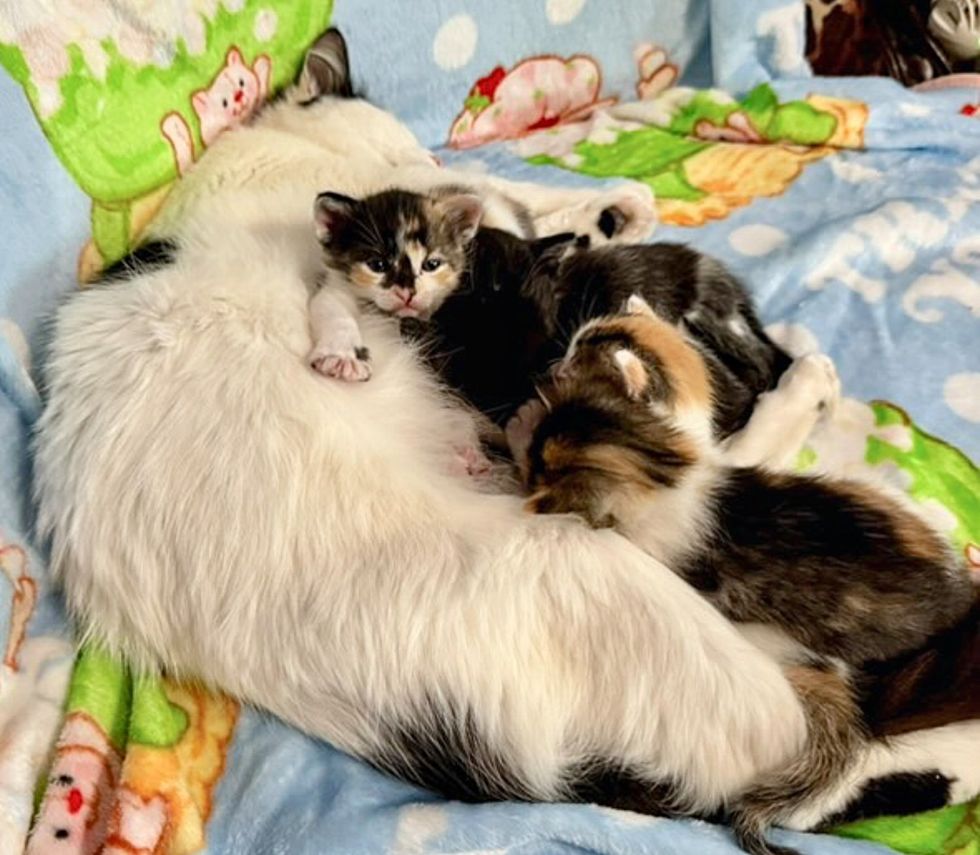 cat sleeping nursing kittens