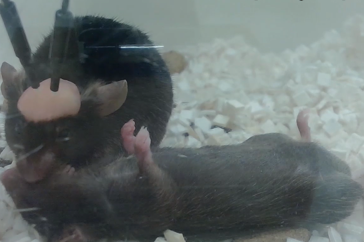 mouse performing CPR