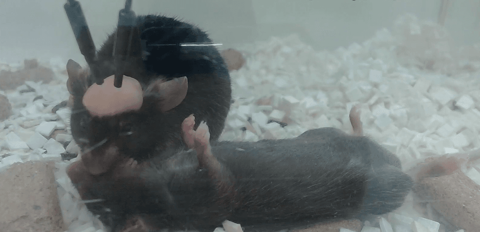 Stunning video shows a mouse giving ‘CPR’ to his unconscious buddy