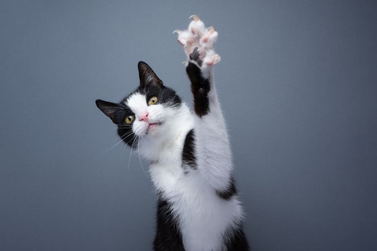 michief the cat, stray cat, funny cat videos