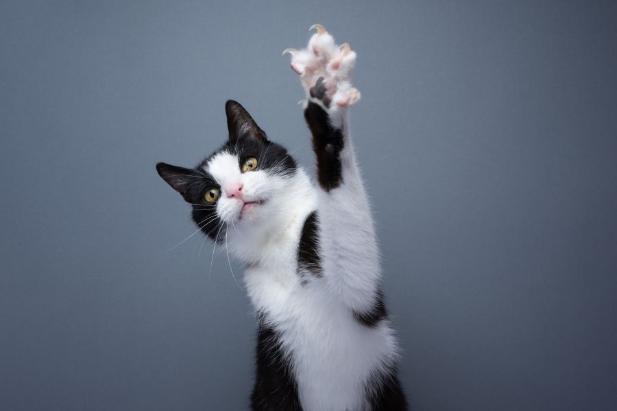 michief the cat, stray cat, funny cat videos