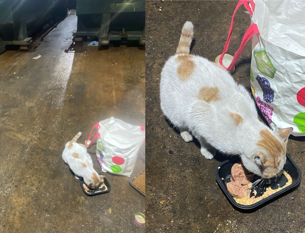 Stray cat eating food