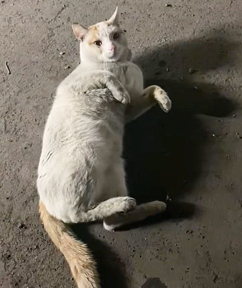 The stray cat rolls