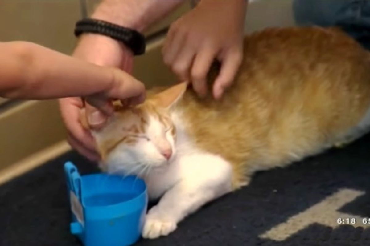 Cat Travels Across the Globe to Reunite with Veteran Who Saved Him
