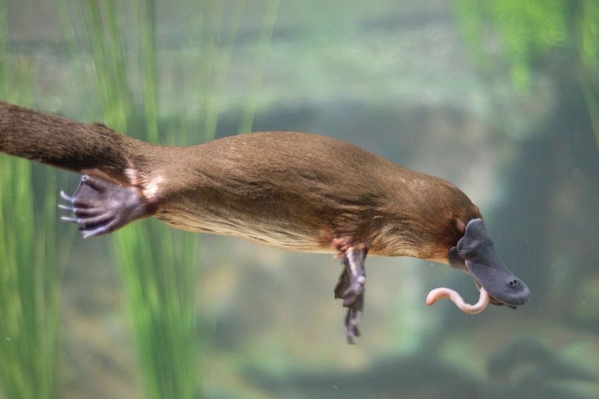 platypus with a worm in its mouth