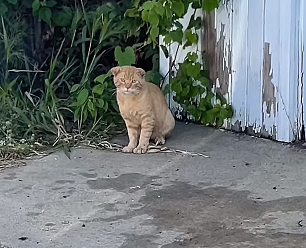 stray orange tabby cat