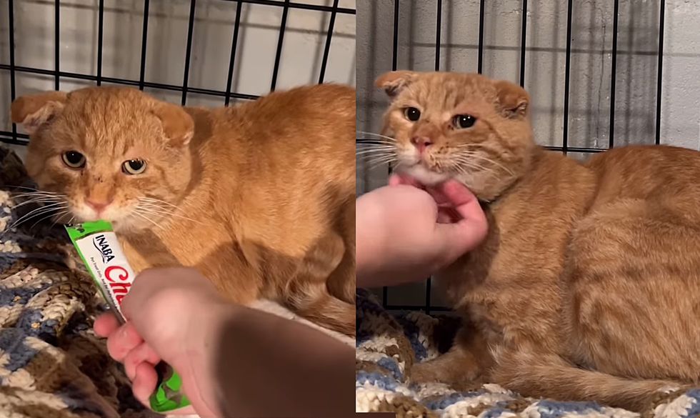 orange tabby cat safe