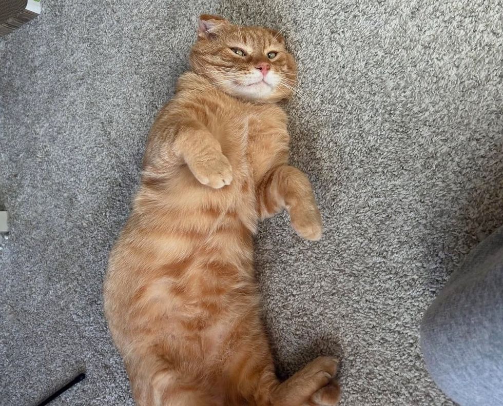 happy cat tabby belly