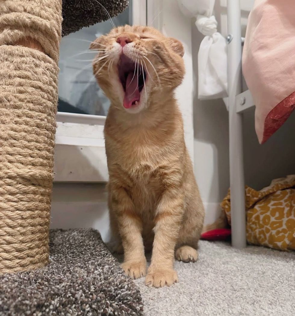 tabby orange cat roar