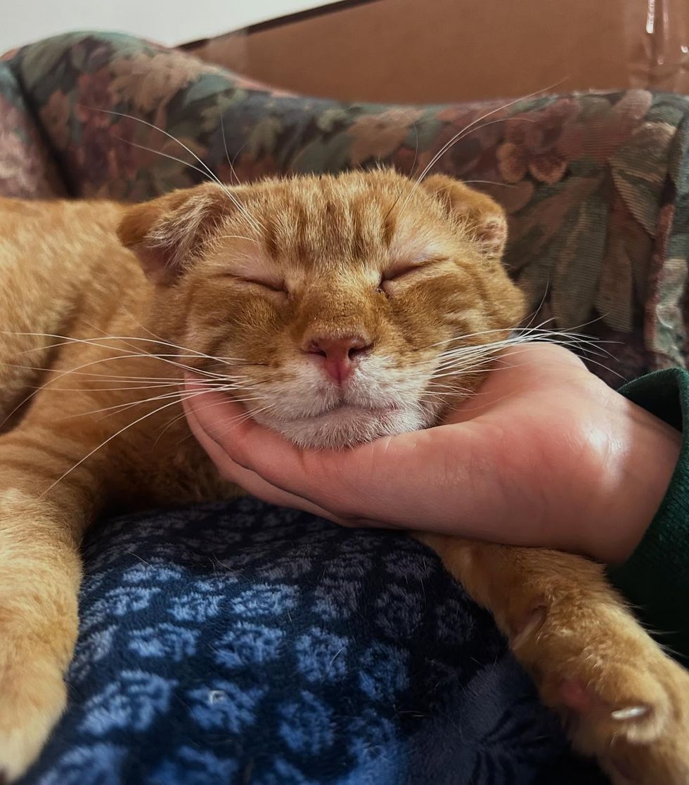 happy sleeping tabby cat