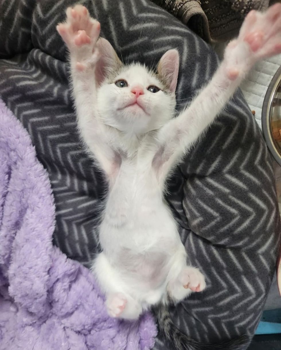 kitten hug paws