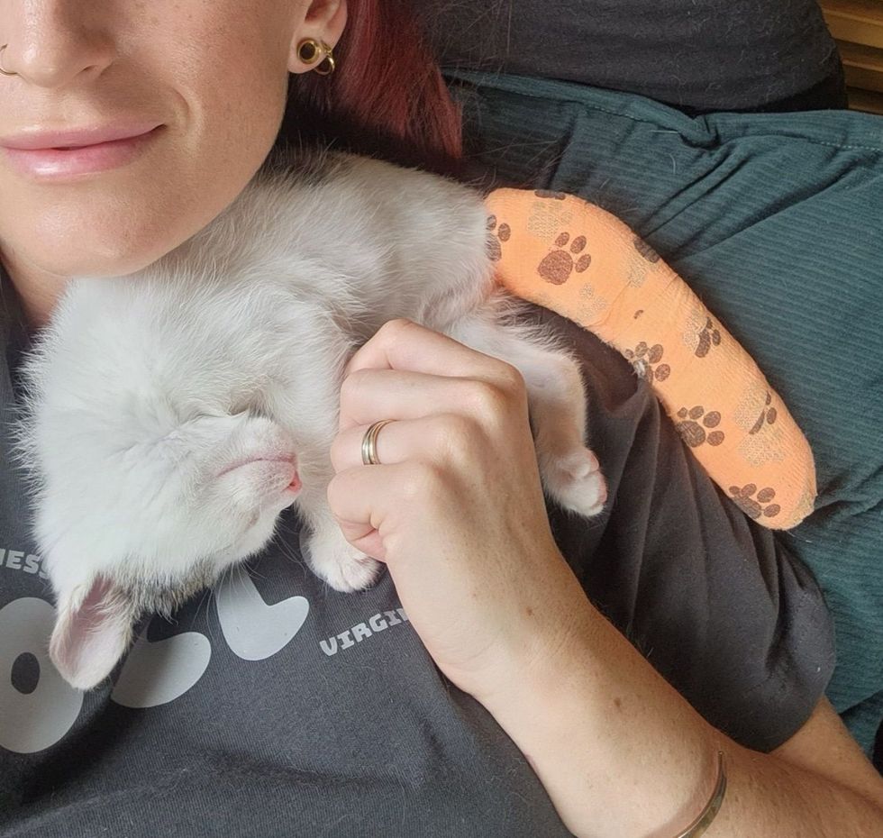 sleeping kitten snuggles