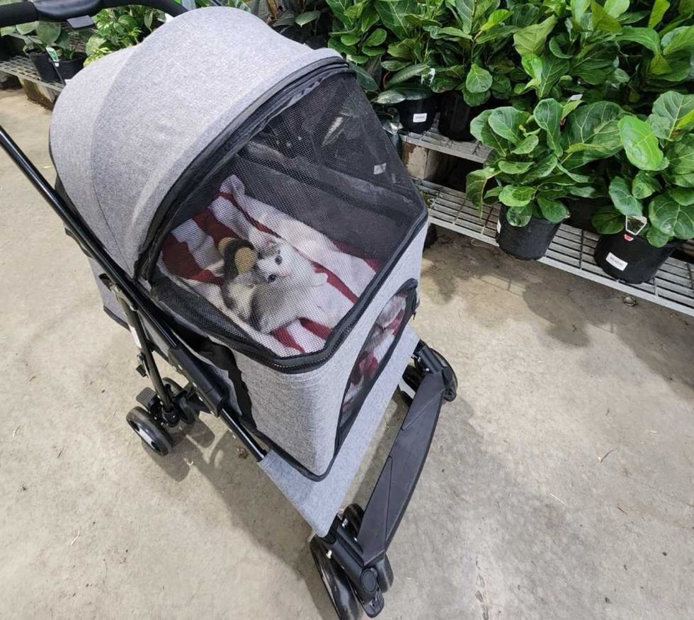 kitten in stroller walks