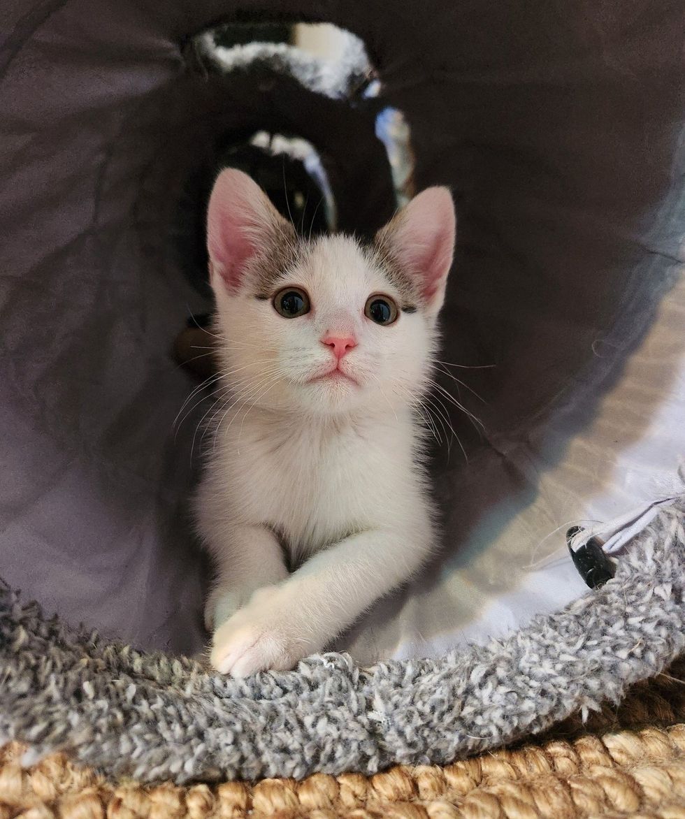 happy kitten tunnel