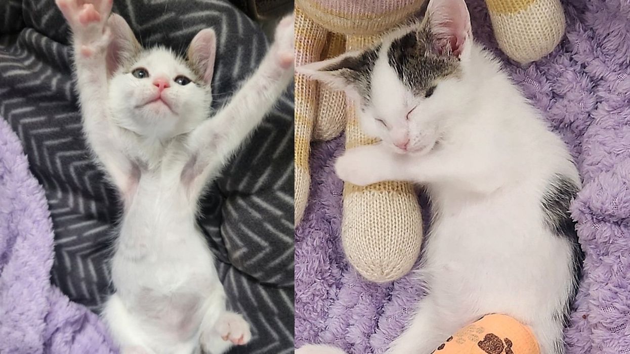 Kitten Determined to Bounce and Run Around Again, Believing He Can Do Anything