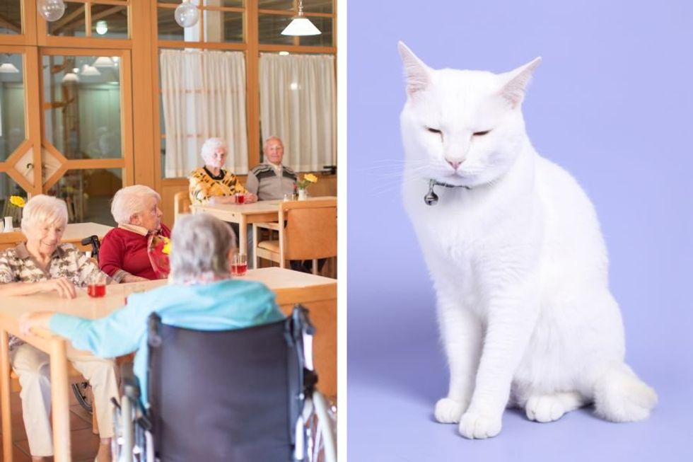 Depressed shelter cat turns into life of the party after moving into senior living facility