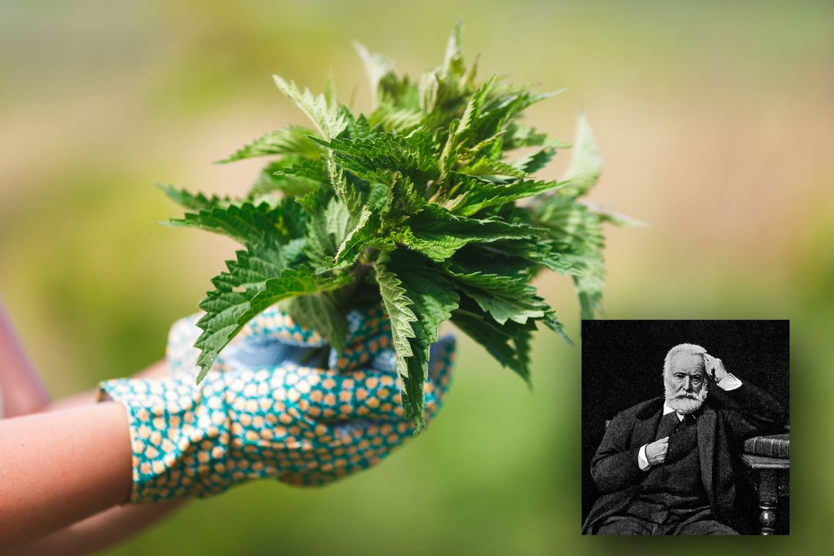 Pure Hugo sosteneva che l’ortica non è erba da «Miserabili»