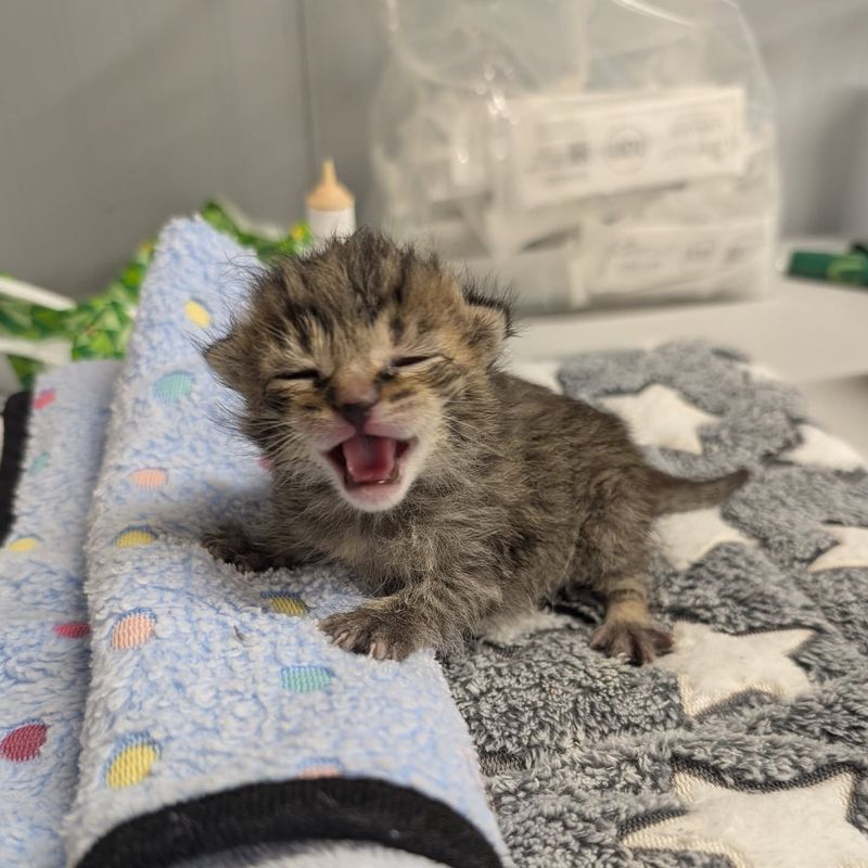 tiny kitten meowing