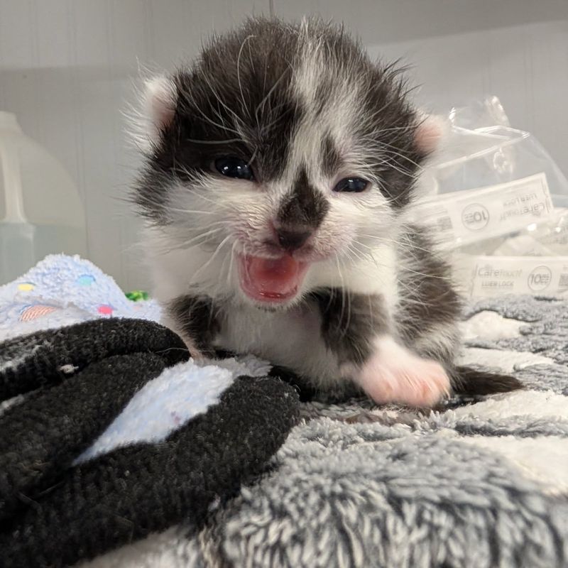 cow kitten meowing