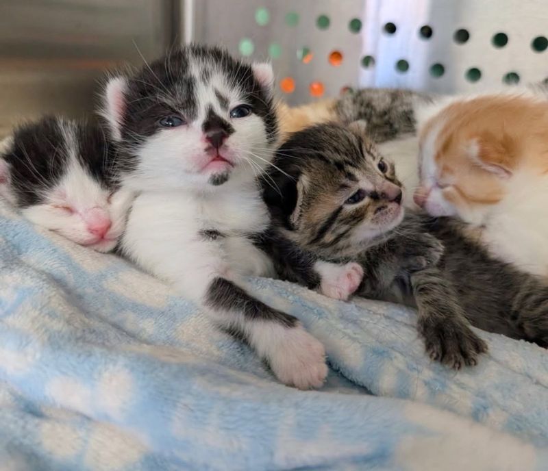 newborn kittens snuggles