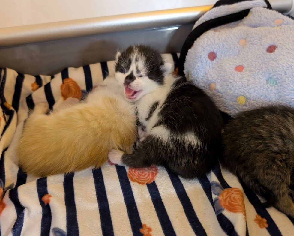 newborn kittens hissing