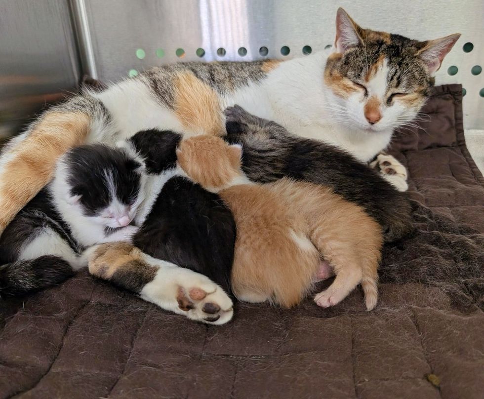 cat mom nursing kittens