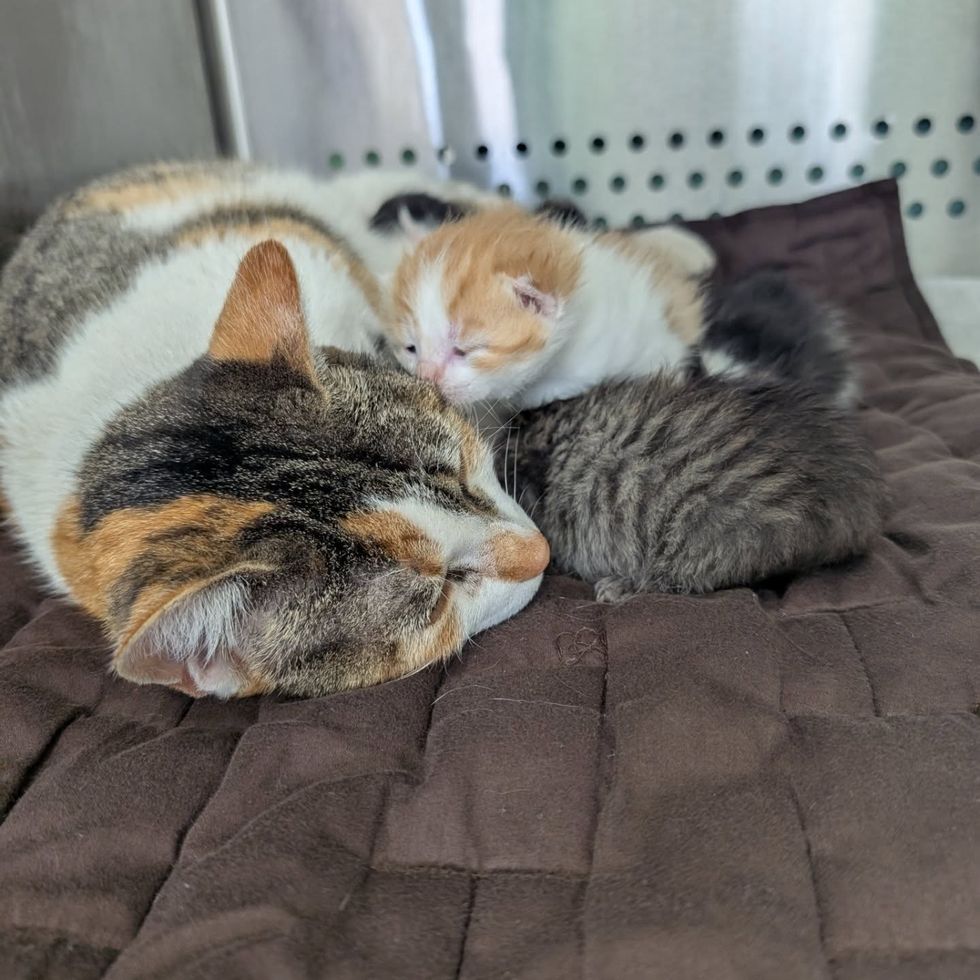 cat nursing newborn kittens