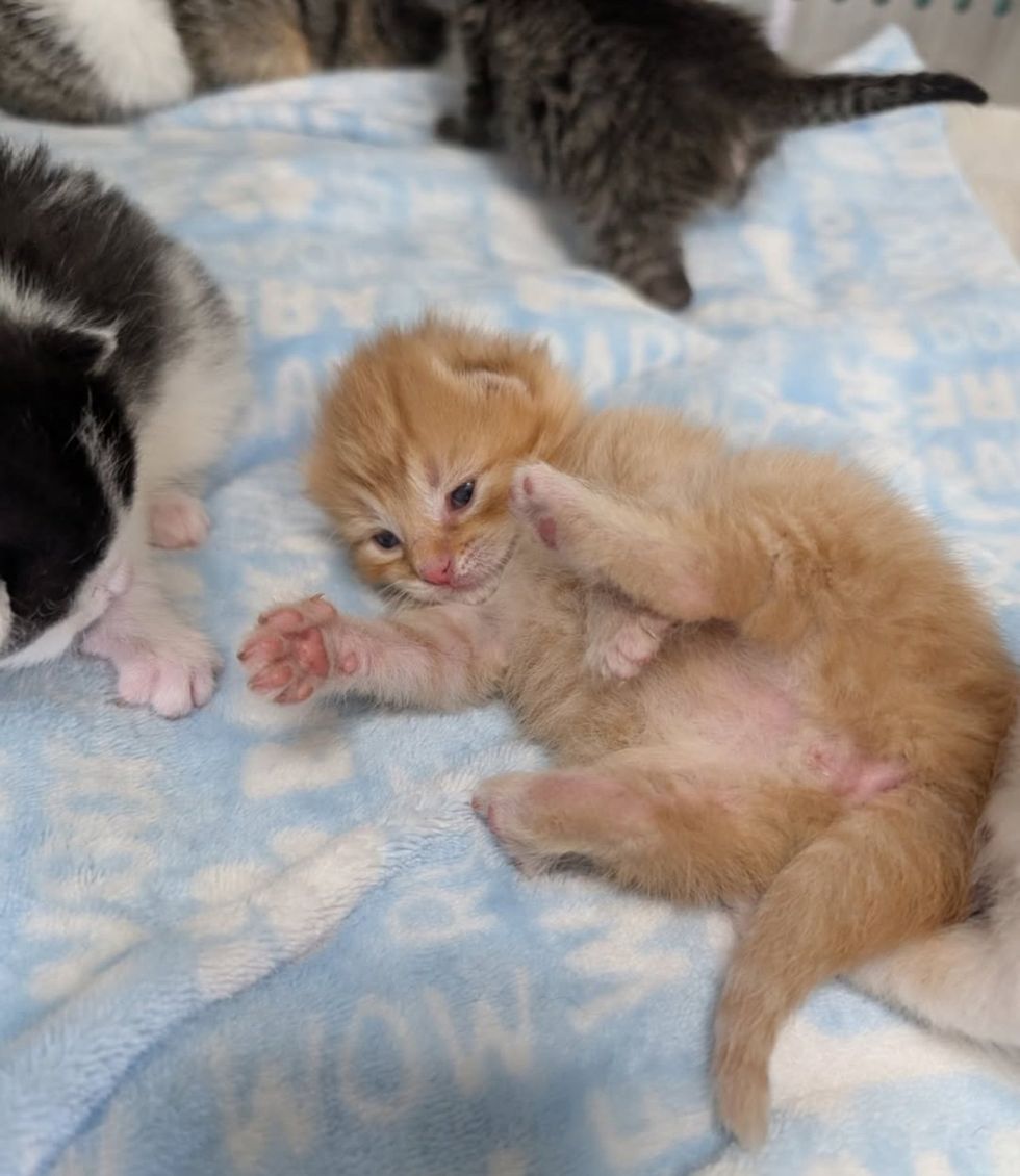 ginger tabby kitten rolling