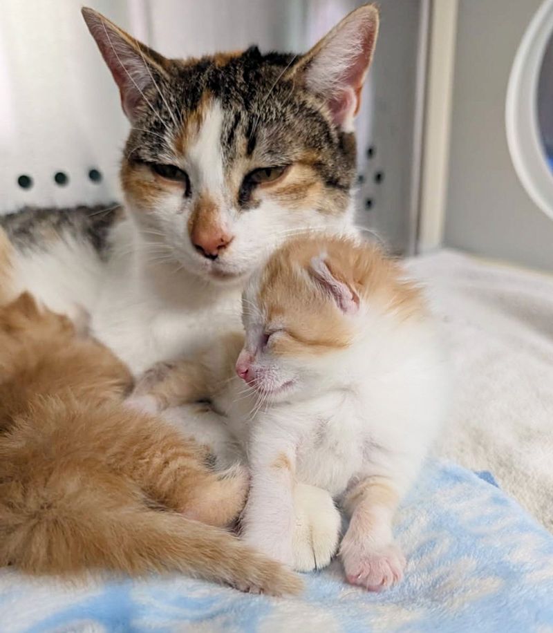 cat kittens snuggles