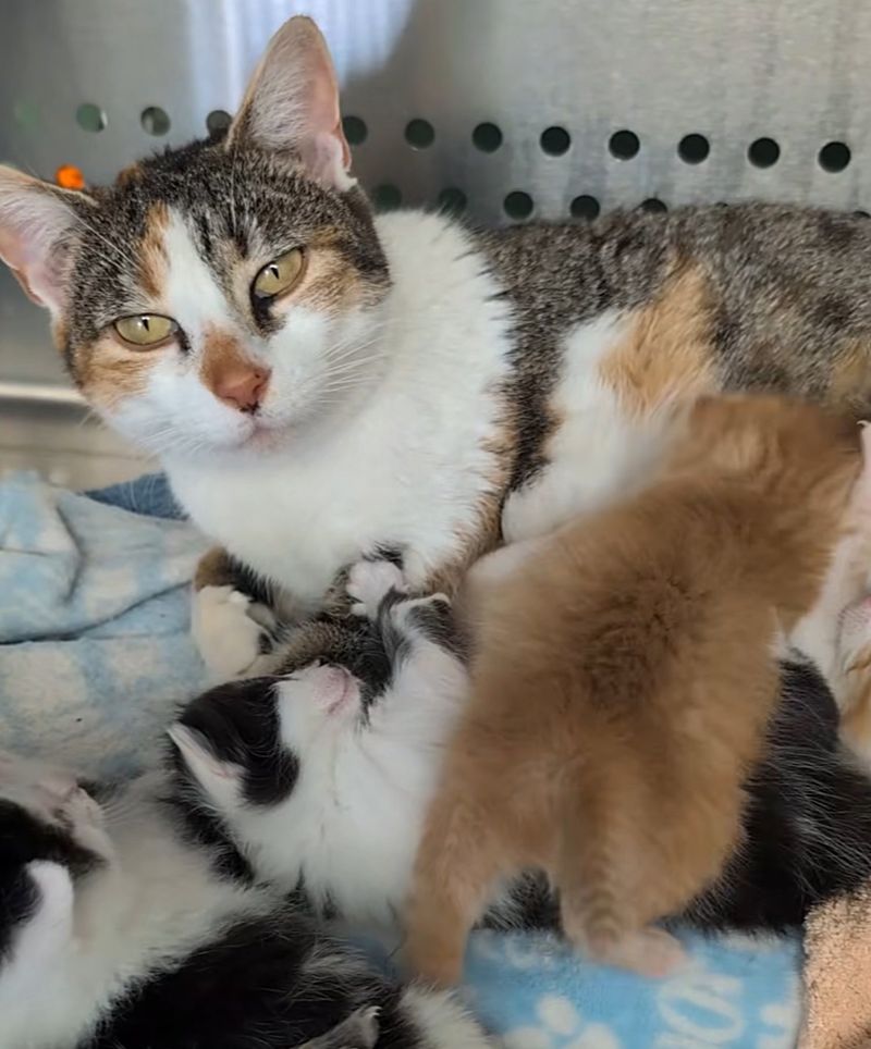 cat caring for kittens