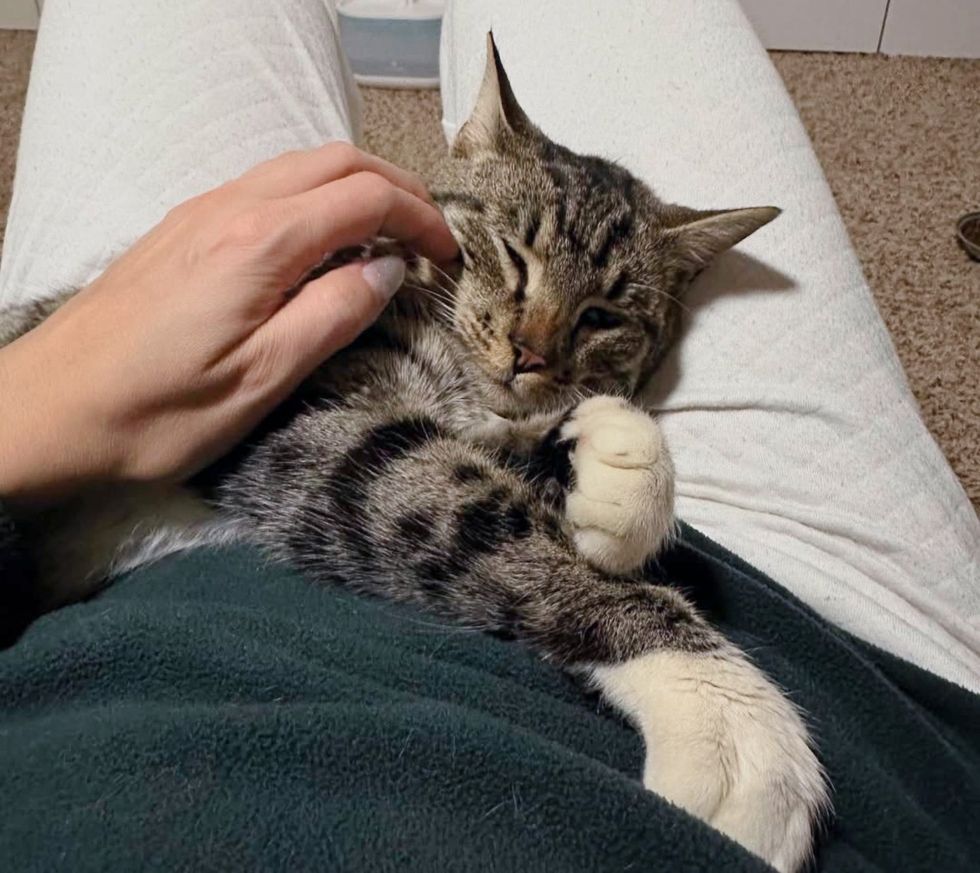 snuggly lap cat paws