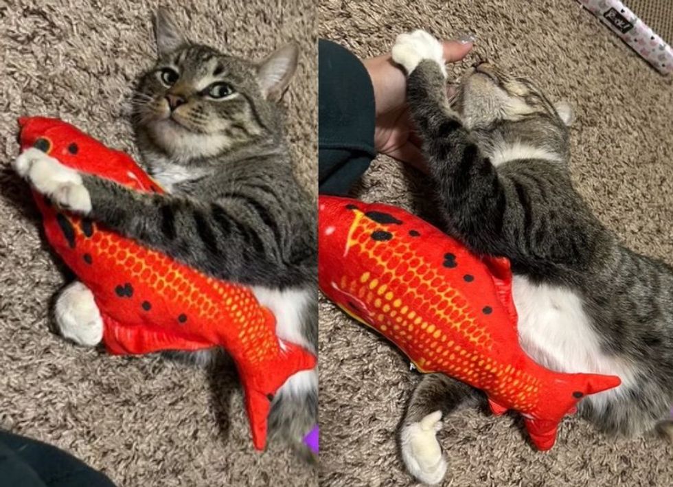 cat happy fish toy