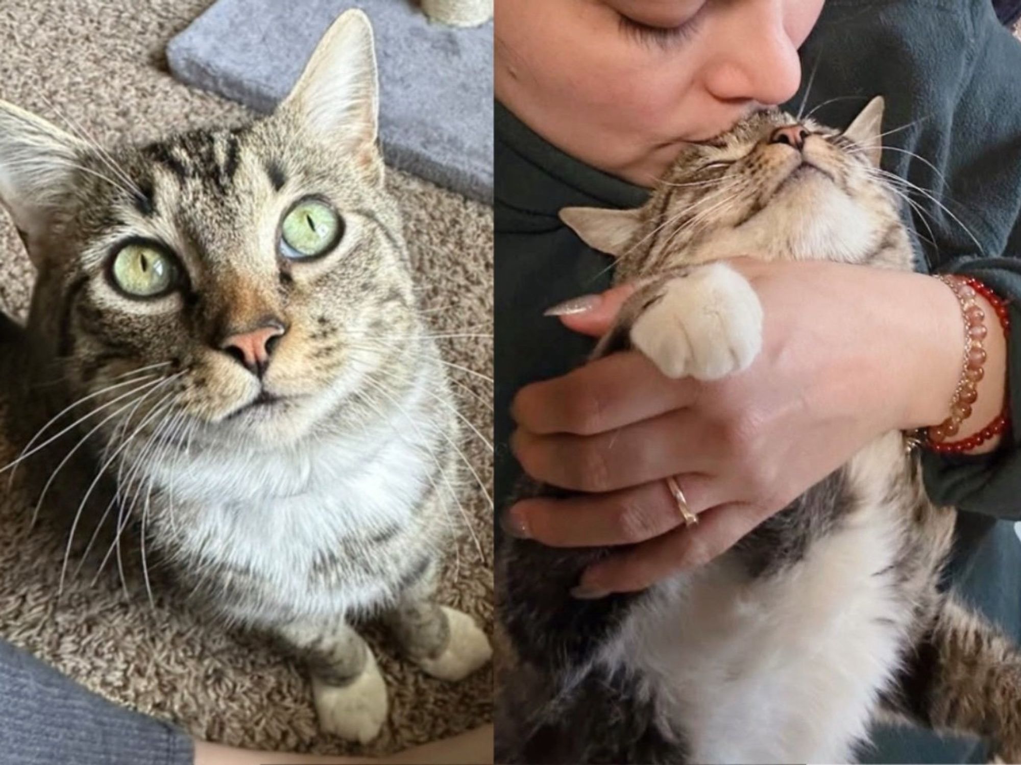 Cat Shows Up for Food, But She's Unlike the Others, Once Indoors, She Lets Her True Self Shine