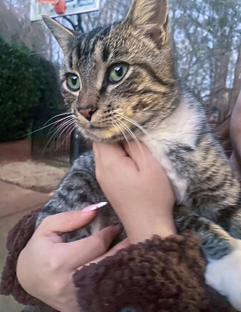 stray friendly tabby cat