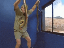 Steve Irwin handling two large snakes