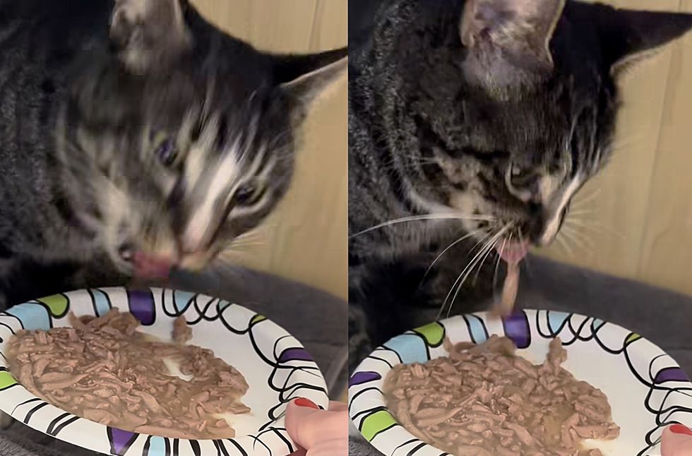 hungry tabby cat