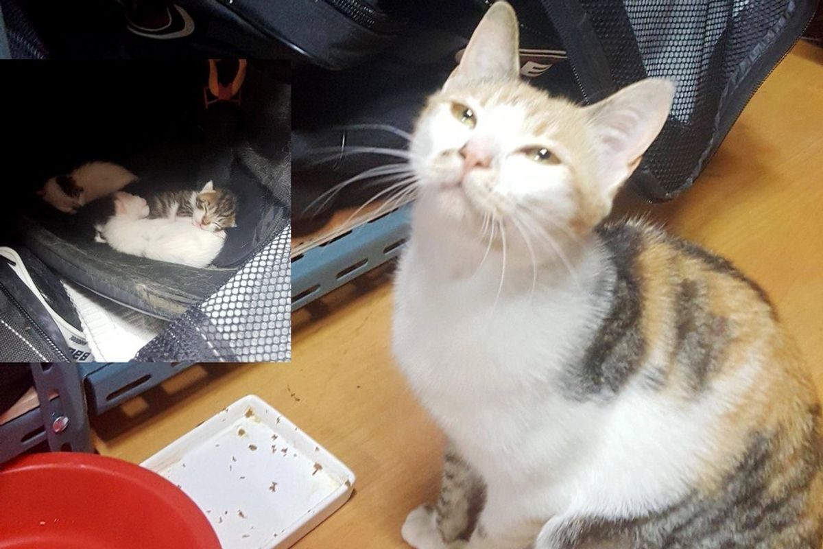 Stray Cat Gives Hockey Player Adorable Surprise in His Bag.