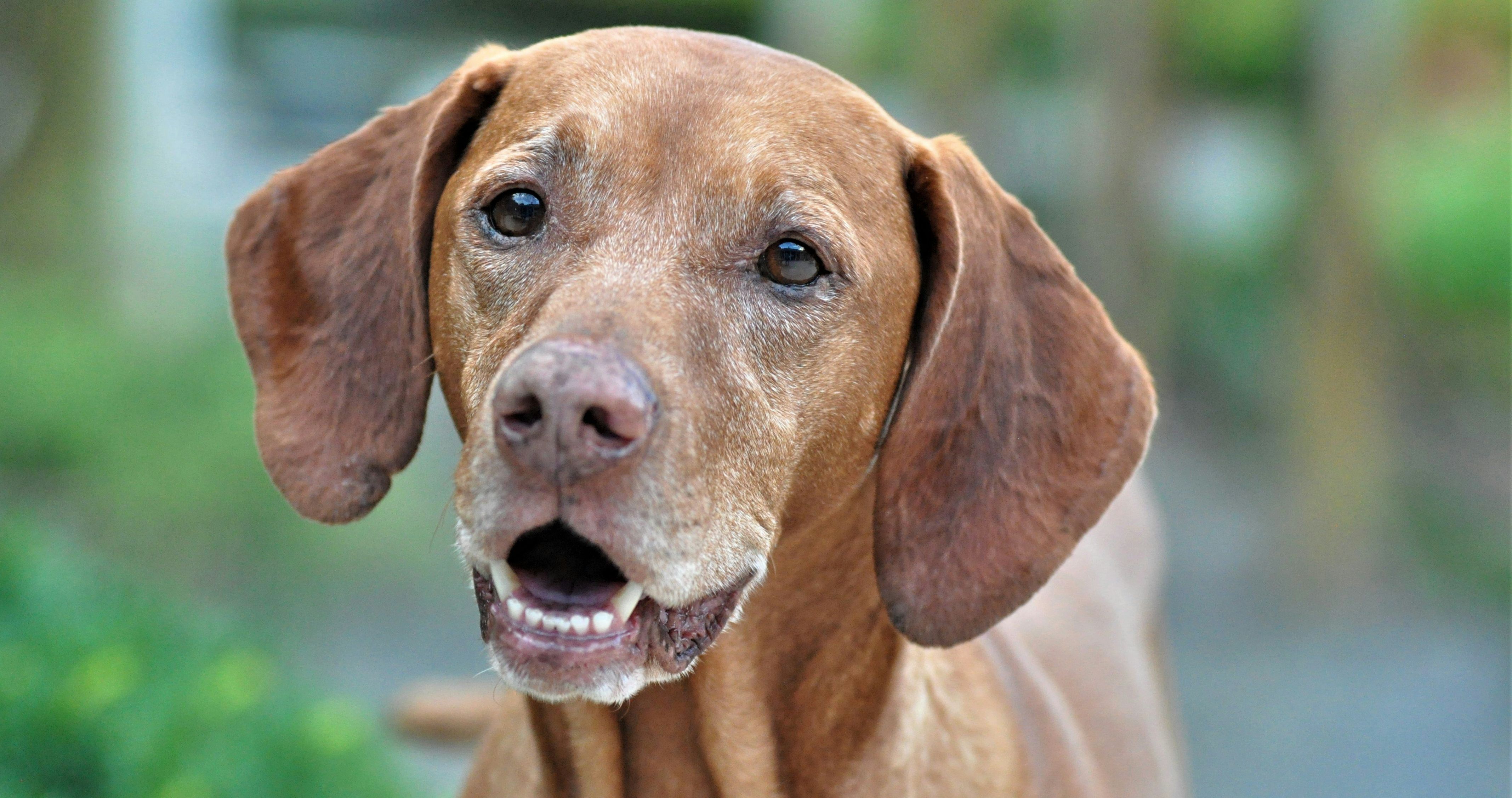 Vizsla, dog rescue, animal shelter, animal rescue