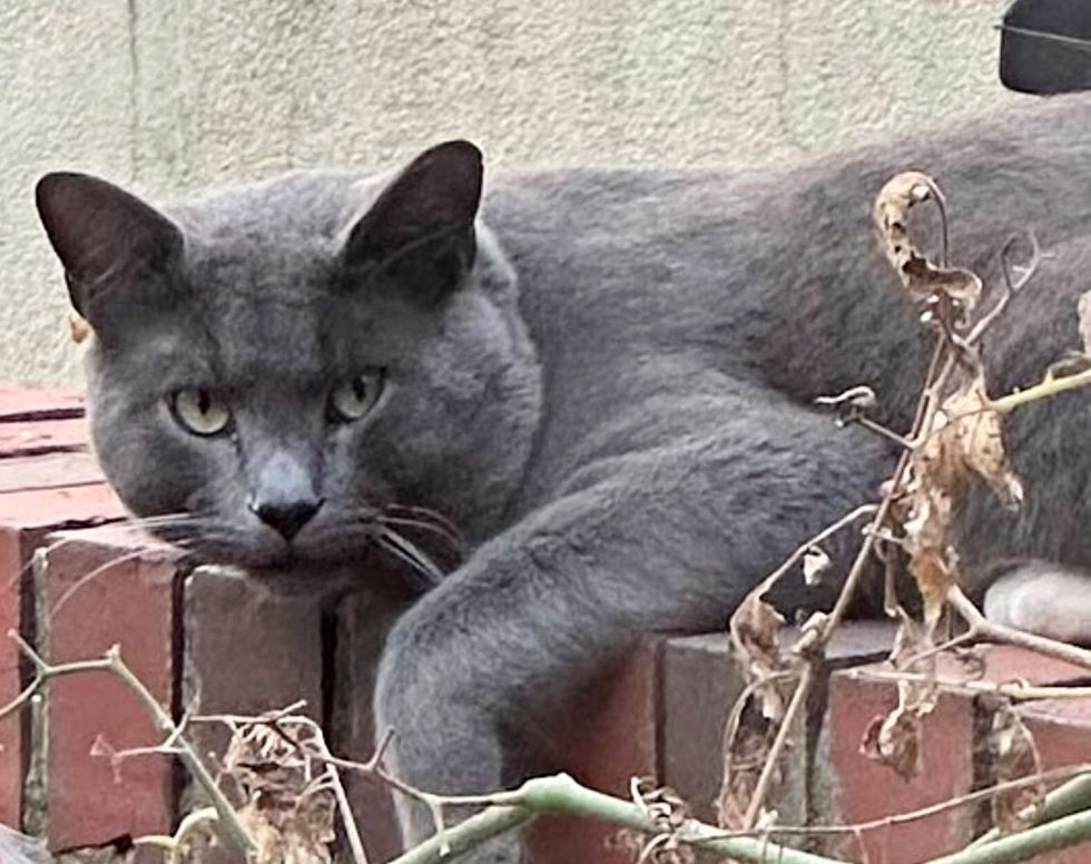 stray cat wall