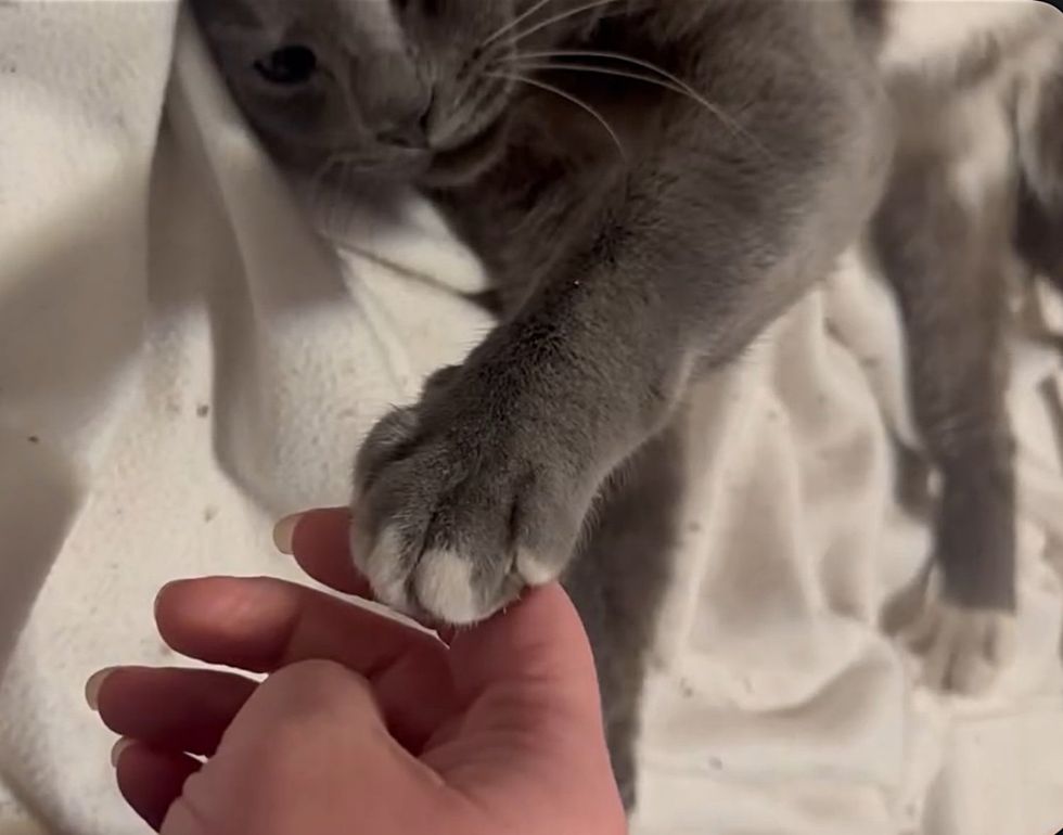 cat holds hands