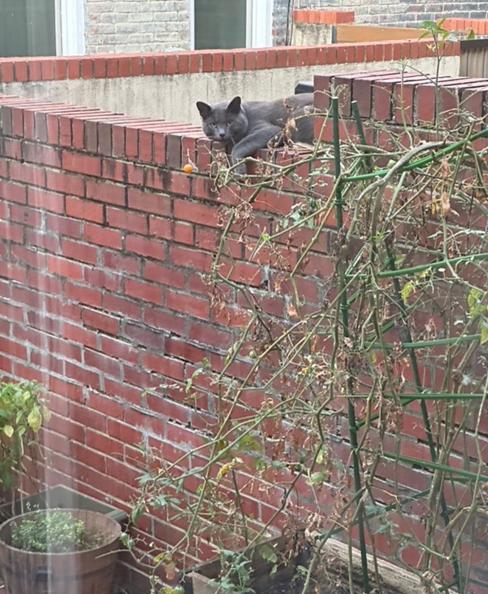 stray cat fence yard