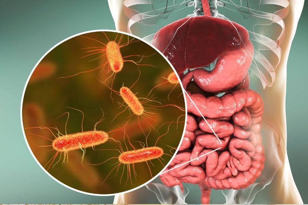 diagram of the digestive system with a close up of gut bacteria