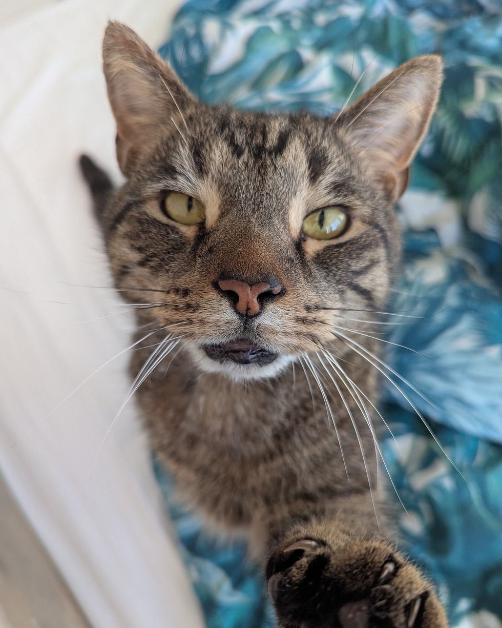 tabby cat paw attention