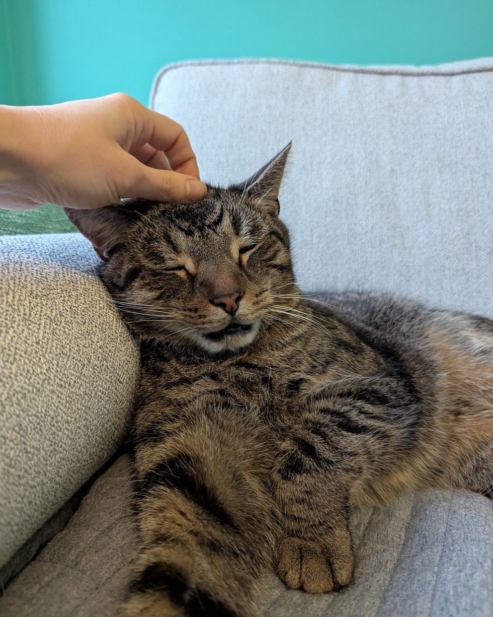 happy tabby cat scritches