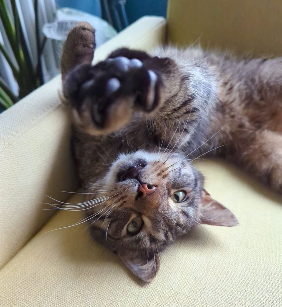 happy tabby cat stretching