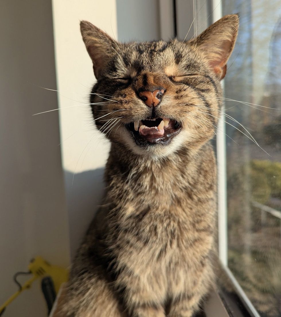 sunbathing cat nose crinkling